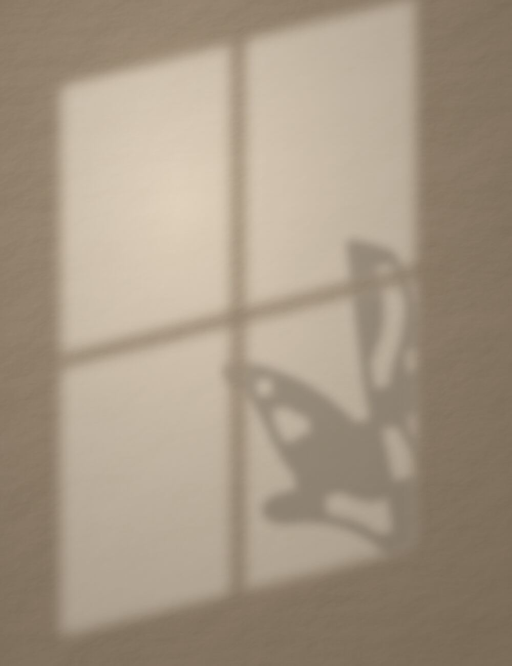 Window light on a wall, with the shadow of a plant